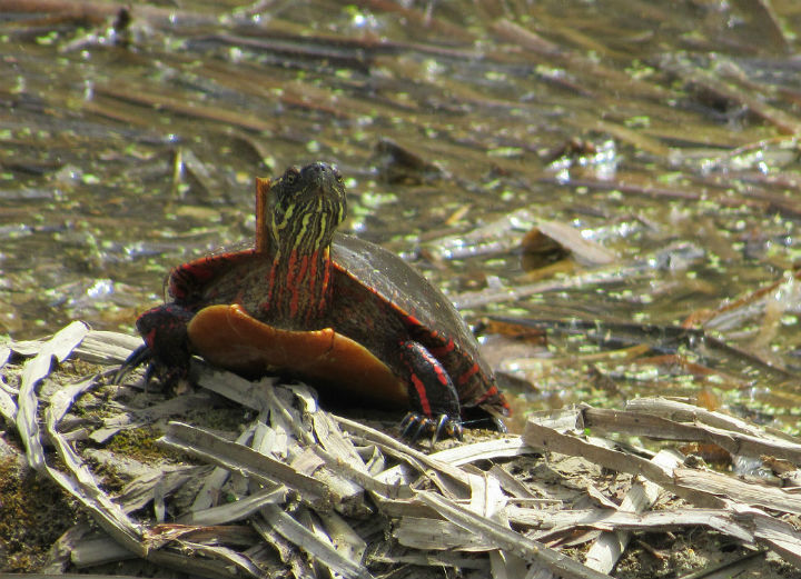 Midland Painted Turtle